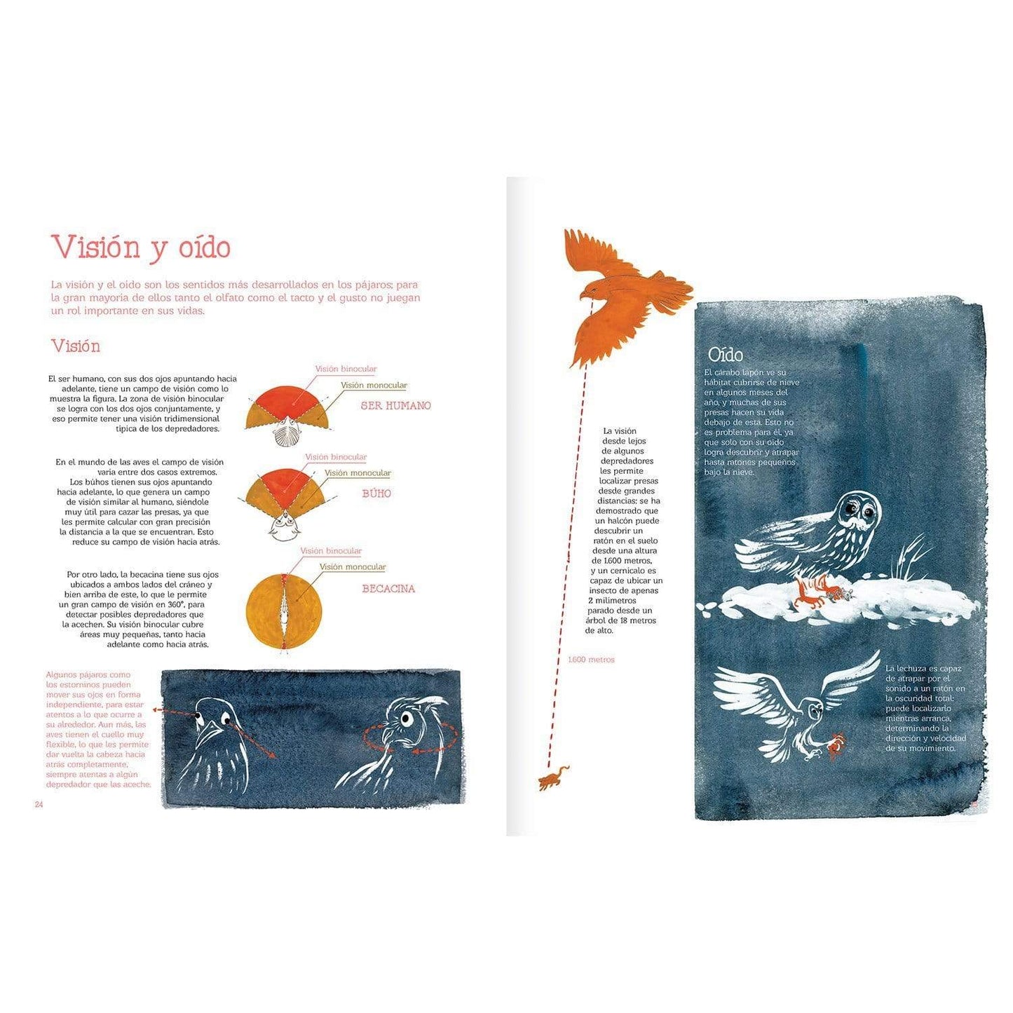 Vuelo de pájaros americanos