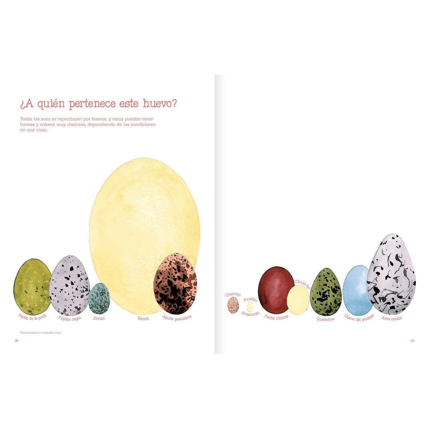 Vuelo de pájaros americanos