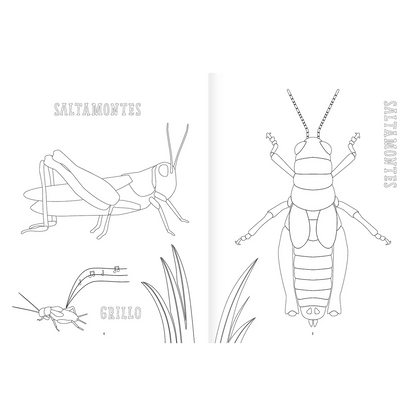 Insectopinta